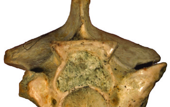 Closeup of fossil bone structure